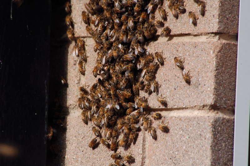 7. The Beeman spots the Queen in the middle of this swarm