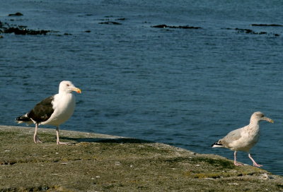 Keeping an eye on the young one