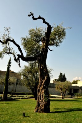 Olive tree ballerina