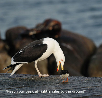 Keep your beak at right angles