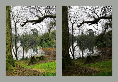 Woodland reflections contrasted