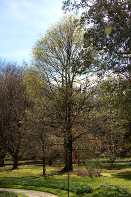 A Scotsman's tree in Villa Taranto,Lake Maggiore