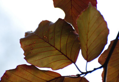 Ageing
