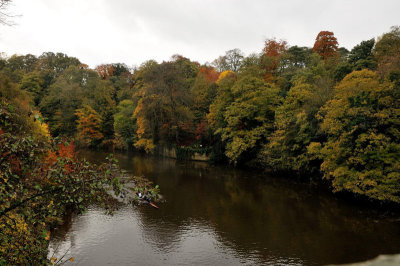 Autumn trees