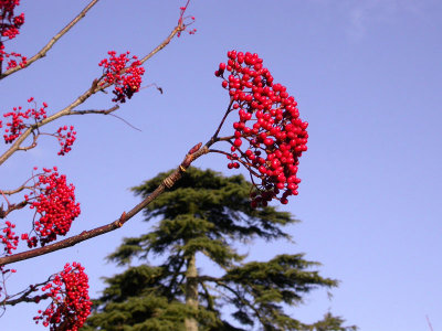 Bearing fruit for the birds
