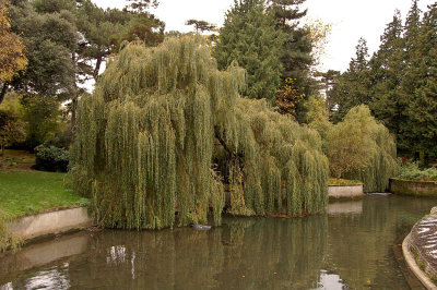 Botanic Gardens,Dublin