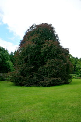 Copper Beech.jpg