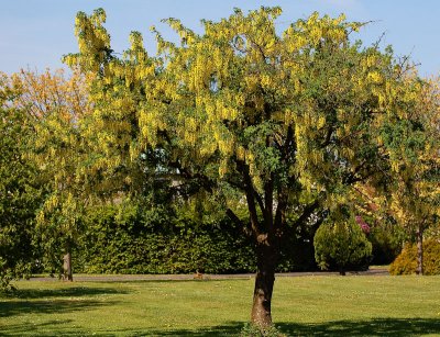 Laburnum