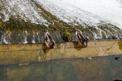 D Dawdling ducks at O'Brien's Bridge