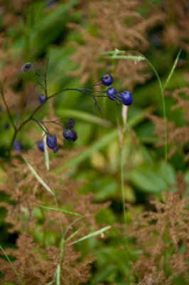 Autumn berries