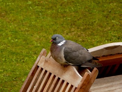 The Fat Pigeon