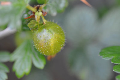 A gooseberry in May