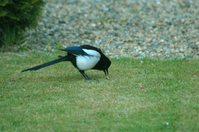The magpie gets the gooseberry