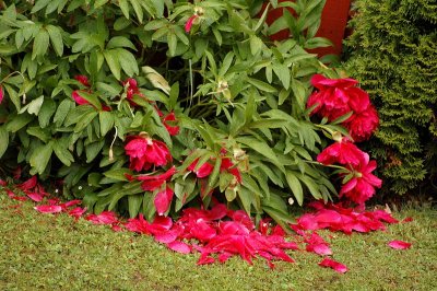 When the peonies fell,