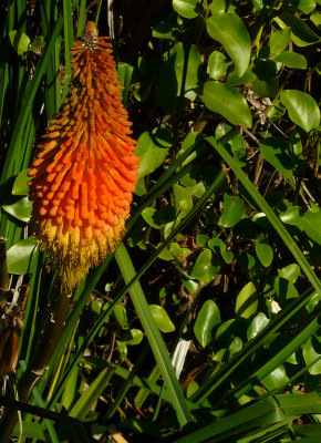 The red hot poker