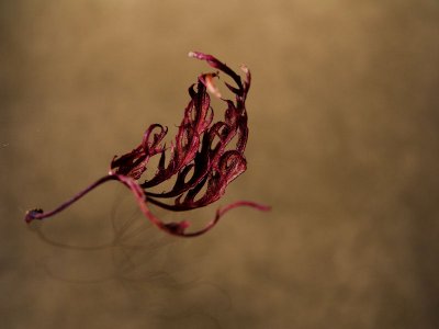 A Visual Ode to the Autumn Leaf