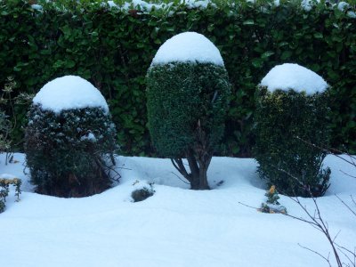 The shrubs that look like Christmas puddings
