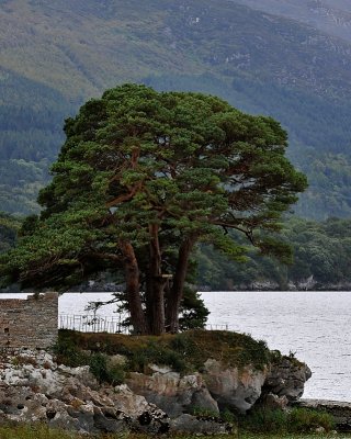 A majestic old tree beside an old castle