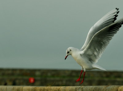 Coming in to land