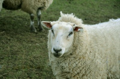 Baa