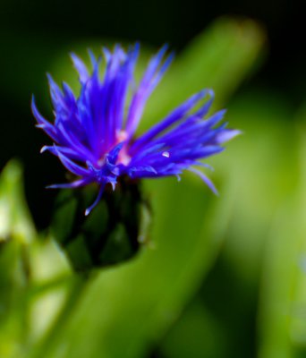 Blue flowerhead