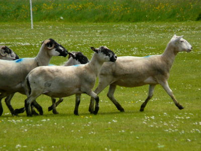 The Sheep Race 6 - finishing line in sight!