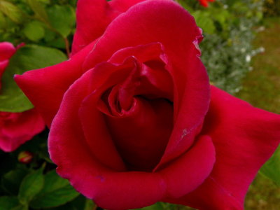 A rose from the garden : Rs n ngirdn