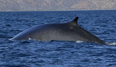 baja_whales_2008