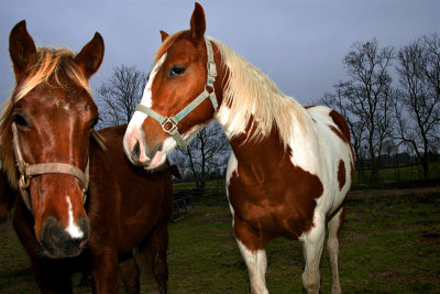 Double D Ranch / Horses 004
