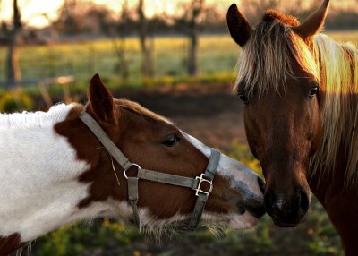 Double D Ranch / Horses 012
