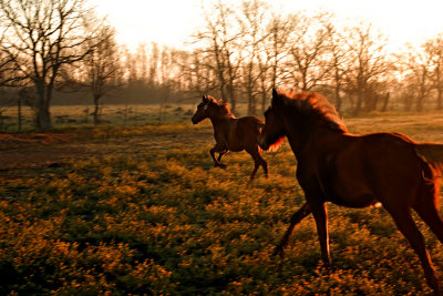 Double D Ranch / Horses 014