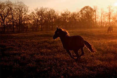 Double D Ranch / Horses 013