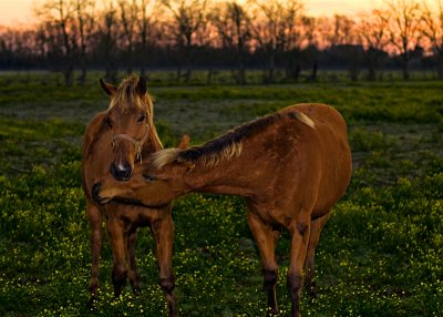 Double D Ranch / Horses 009