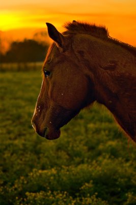 Double D Ranch / Horses 010