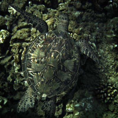 Maui-Turtle-002-Small.jpg