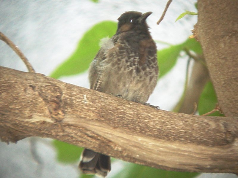 Haw4991 Red-Vented Bulbul.jpg