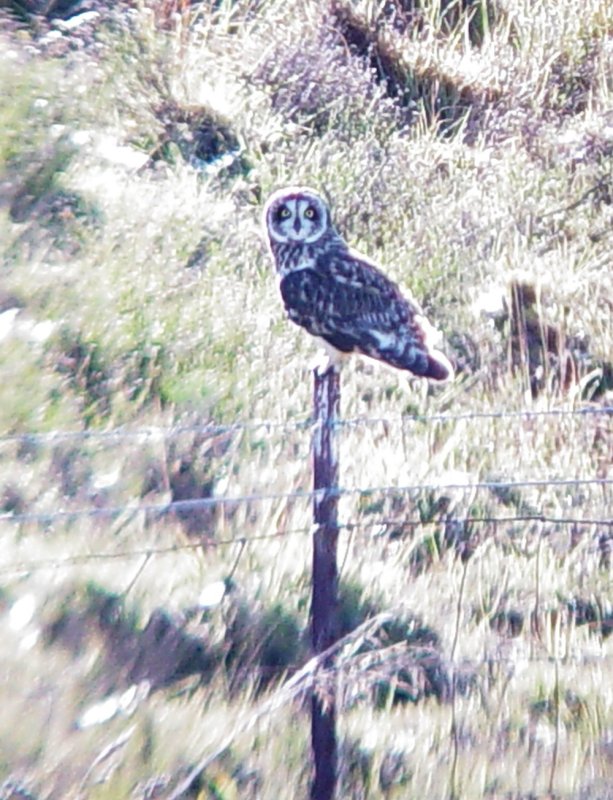 Haw4184 Short-eared Owl.jpg