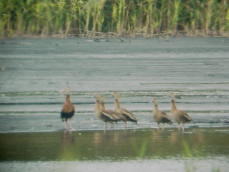 145-5010  Blk Bel Whs Duck.jpg