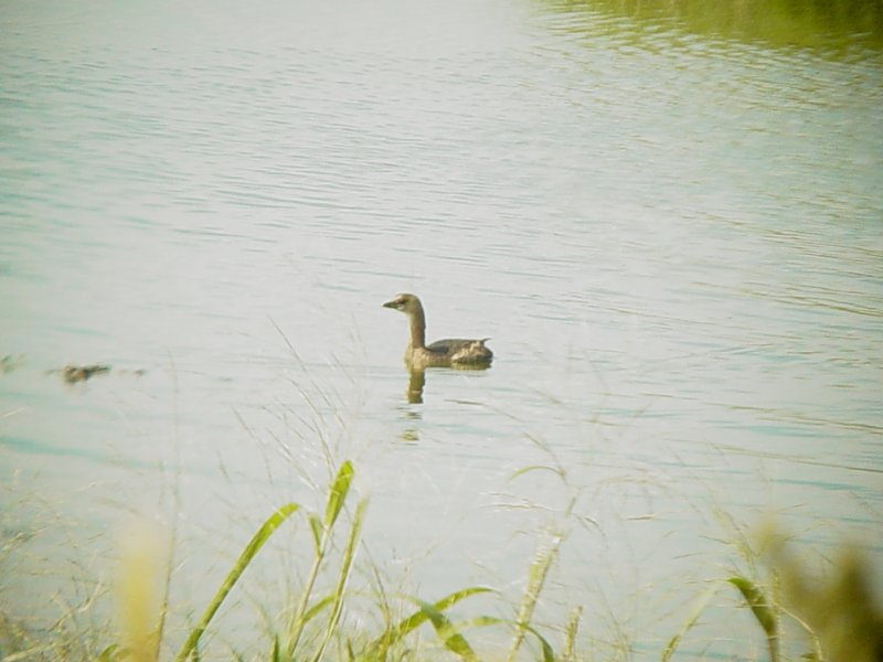 145-5107 Pied-billed Grebe.jpg