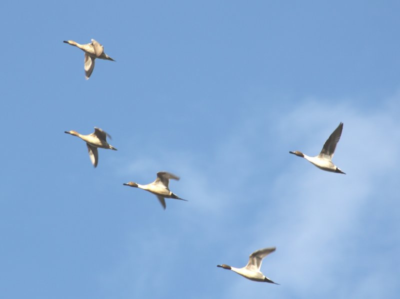 Northern Pintails 0442a