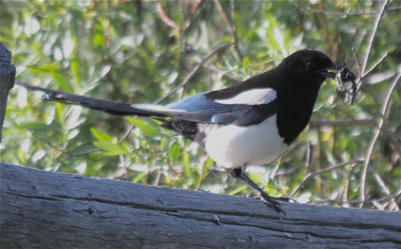 2208 Black-billed Magpie