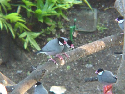 Haw3925 Java Sparrows.jpg