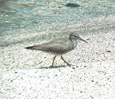 Haw3956 Wandering Tattler.jpg