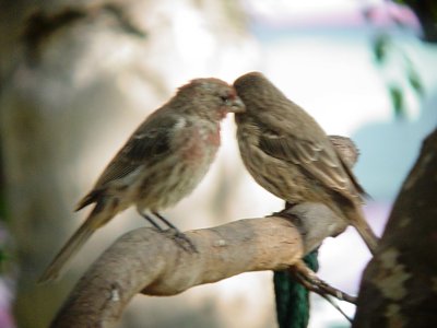 Haw4942 House Finches.jpg