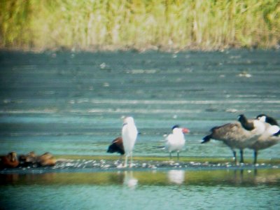 146-5140 Caspian Tern.jpg