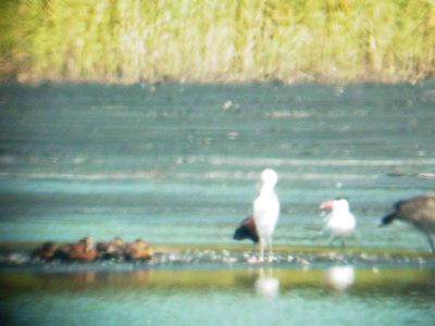 146-5142 Caspian Tern.jpg