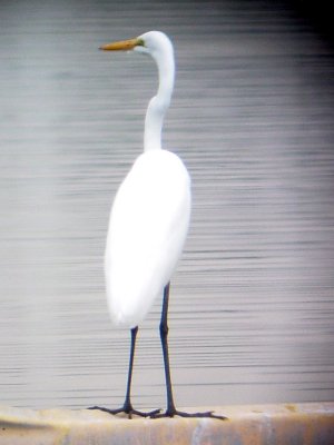 146-5164 Grt Egret.jpg