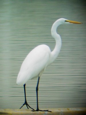 146-5167 Grt Egret.jpg