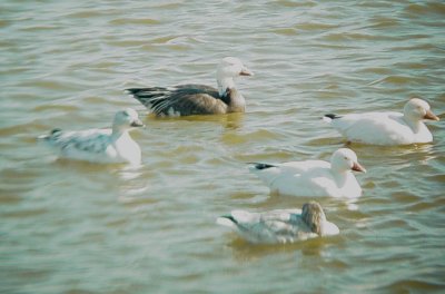 Geese5472 Snow-Blue Geese.JPG