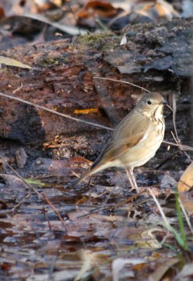 IMG_0055 Hermit Thrush.JPG